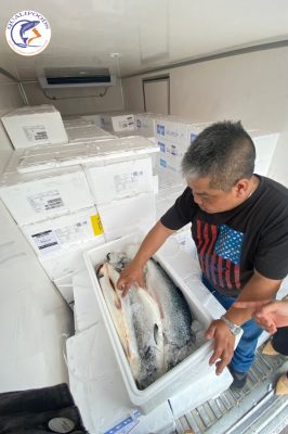 Cá hồi luôn được chăm sóc theo tiêu chuẩn tốt nhất
